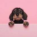 Portrait of a miniture dachshund puppy on a pink background with space for copy by Elles Rijsdijk thumbnail
