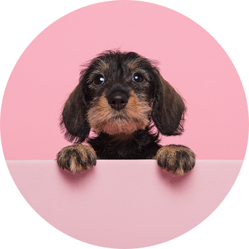 Portrait of a miniture dachshund puppy on a pink background with space for copy van Elles Rijsdijk