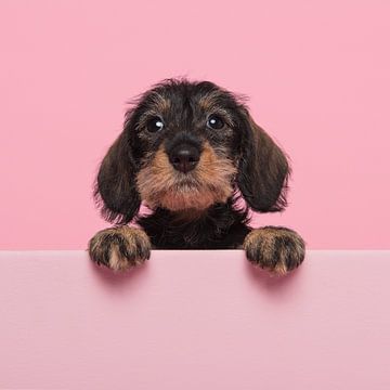 Portrait of a miniture dachshund puppy on a pink background with space for copy by Elles Rijsdijk