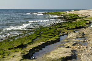 La plage verte