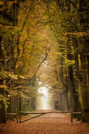 Waldallee mit Zaun im Beetserzwaag-Wald von KB Design & Photography (Karen Brouwer)