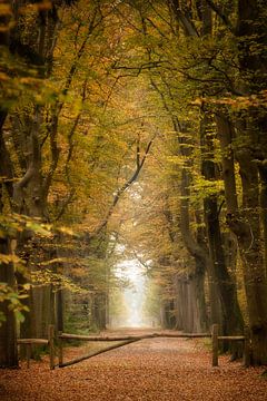 Woodland avenue with fence in Beetserzwaag forest by KB Design & Photography (Karen Brouwer)