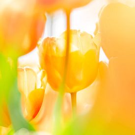 Oranje/gele tulpen in Nederland. van Ron van der Stappen
