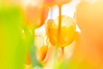 Oranje/gele tulpen in Nederland. van Ron van der Stappen