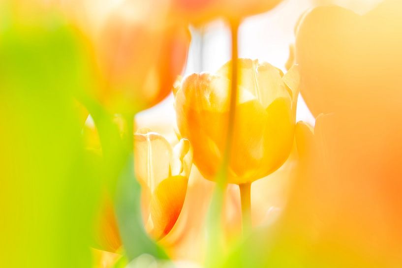 Tulipes orange/jaune aux Pays-Bas. par Ron van der Stappen