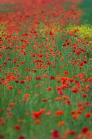 poppies