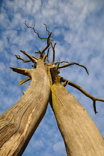 dode bomen reiken naar de hemel
