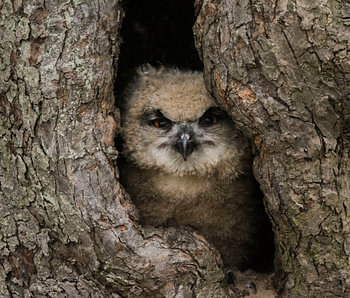 Young eagle owl of 7 weeks old.