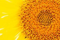 Sonnenblume von Wesley Poelman Miniaturansicht