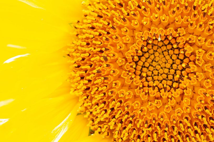Sonnenblume von Wesley Poelman