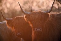 Schottischer Highlander (forest taurus) bei Sonnenuntergang