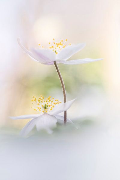 Lovely Anemones by Bob Daalder
