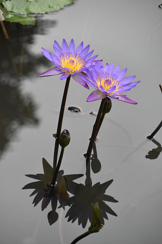 Blue lotus