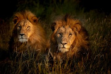 Lion brothers in South Africa by Paula Romein