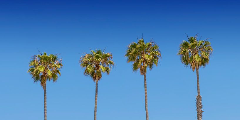 Lovely Palm Trees by Melanie Viola