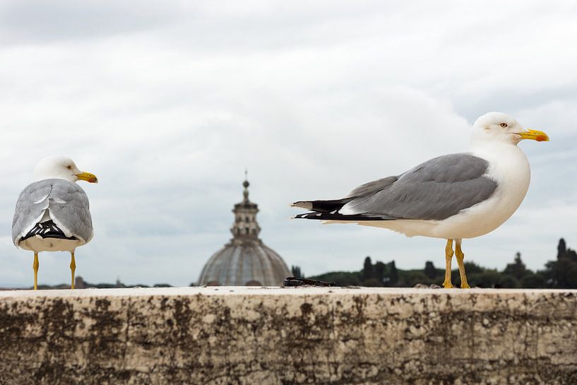 Meeuwen in Rome von Michel van Kooten