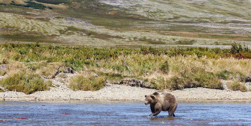 Grizzly beer par Menno Schaefer