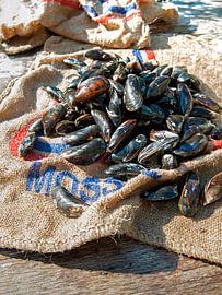 poisson1771 sur Liesbeth Govers voor Santmedia.nl