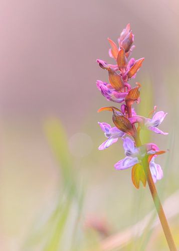 Een mooie ridderspoor in zacht bokeh