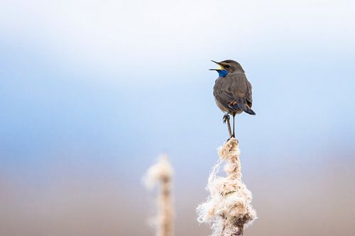Blauwborst in het riet