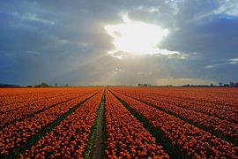 Bollenveld op Goeree-Overflakkee von Michel van Kooten
