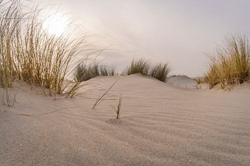 Duinen strand
