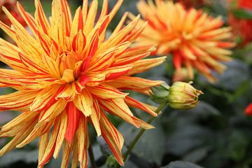 Striped Fireworks in Full Bloom