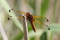 Libelle aan het zonnen
