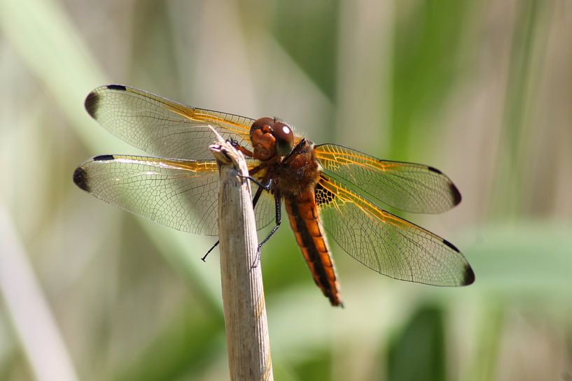 Dragonfly by Frouwkje Fotografie
