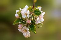 Zweig mit Blüten eines Apfelbaums