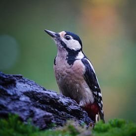 Pic épeiche sur Tom Zwerver