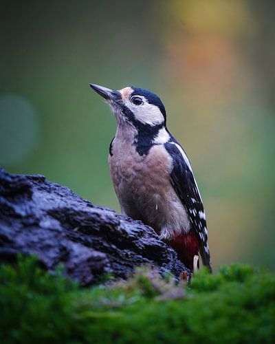 Great Spotted Woodpecker