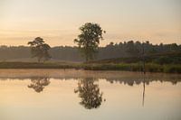 2 bomen in reflectie