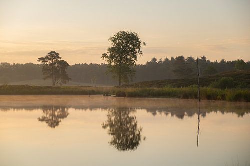 2 trees in reflection
