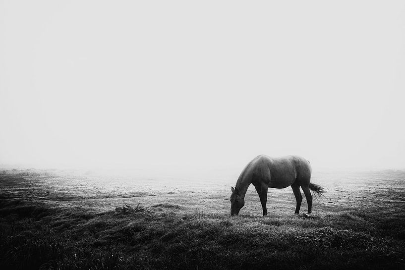 mist van marjolein Parijs