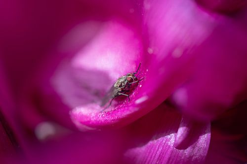 insecte sur une fleur
