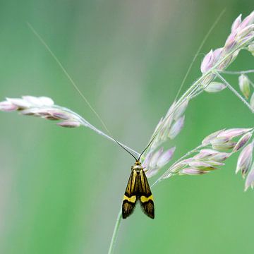 Yellow-banded fritillary moth by Ronnie Foesenek