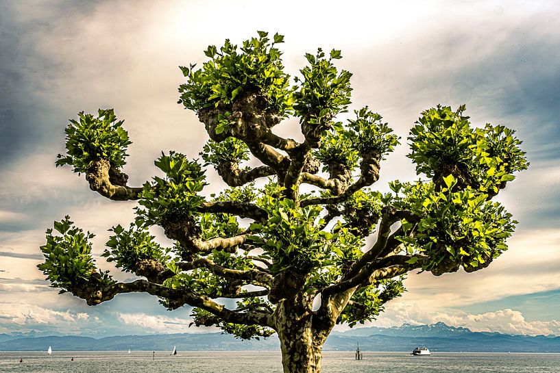 Platane du lac de Constance par Dieter Walther