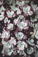 vetplantjes