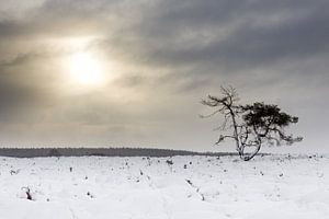 Ochtendgloren op de besneeuwde heide