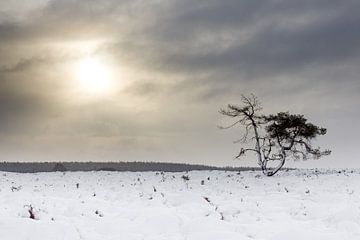 Morning snow on the heathland by @ GeoZoomer