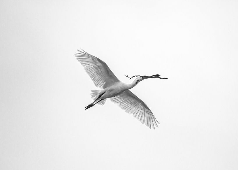 Spooner photographed in high key (B/W) by Kees Ham