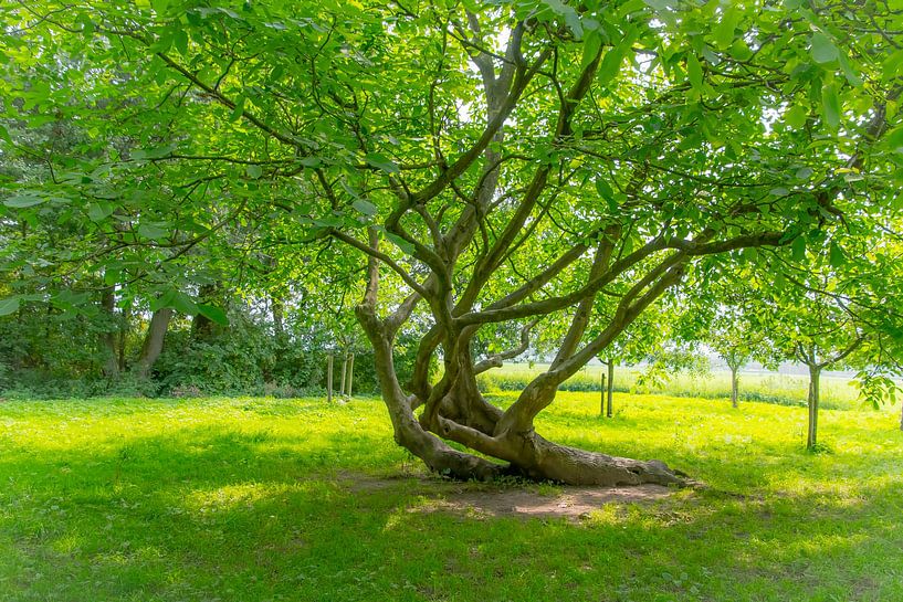 Der Baum von Consala van  der Griend