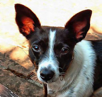 Portret van een Jack Russell Terrier van Dorothy Berry-Lound
