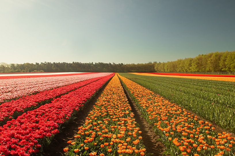 Tulpenwahn, Tulpenfeld, buntes Blumenzwiebelfeld von M. B. fotografie