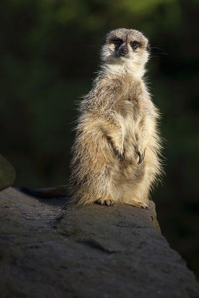 Meerkat (Suricata suricatta) by Ronald Pol