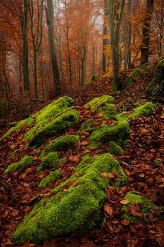 Mooie herfstkleuren in het Mullerthal in Luxemburg. van Jos Pannekoek