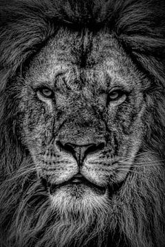 Lions : portrait d'un lion en noir et blanc sur Marjolein van Middelkoop