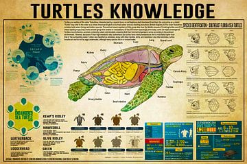 Schildpadden Kennis van Steven Kingsbury