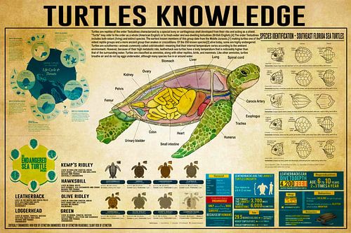 Tortues Connaissances